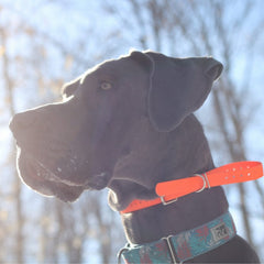 Collection image for: Collar Add-Ons