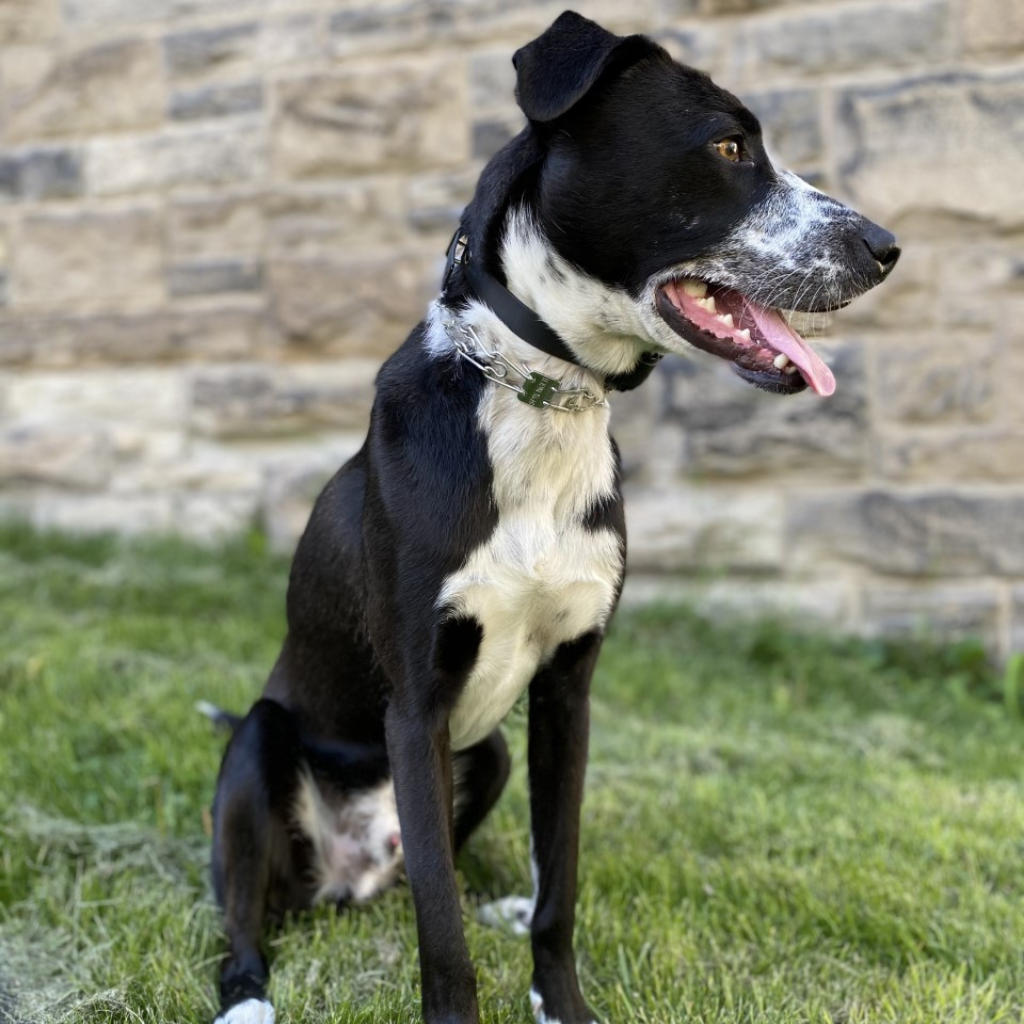 Prong & Training Collars