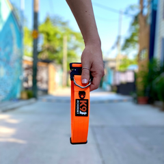 Collection image for: City Dog Essentials