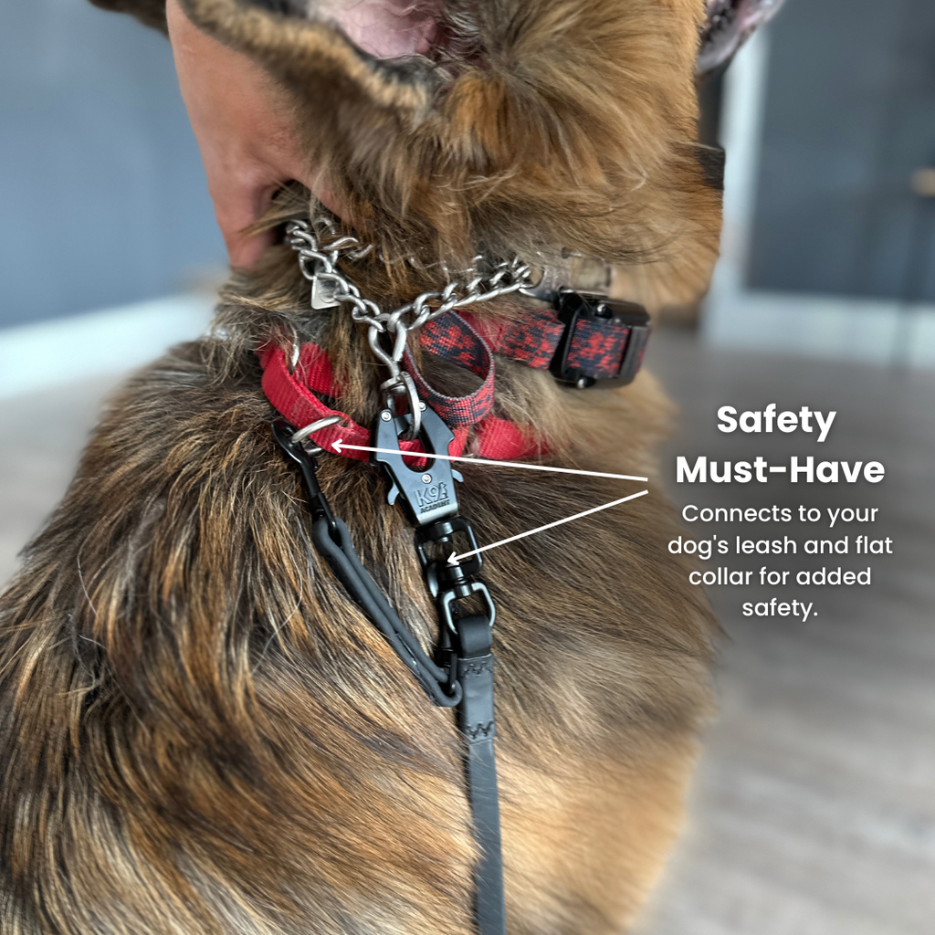 Dog essentials sales