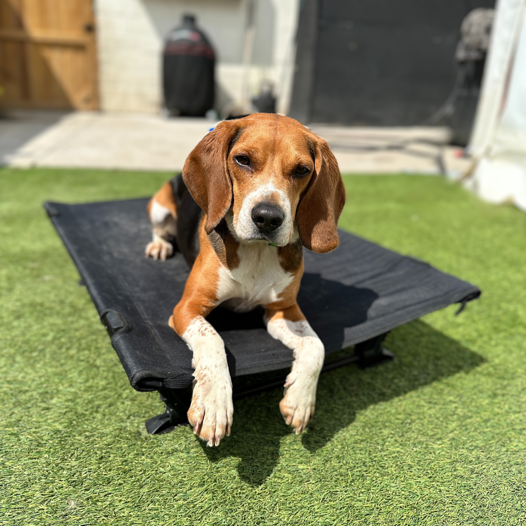 K9 pet deals beds