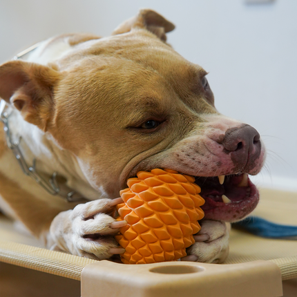 Pinecone Chew