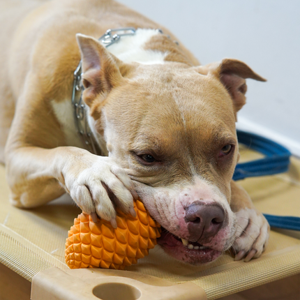 Pinecone Chew
