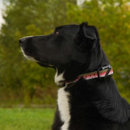 3/4" Waterproof E Collar Strap