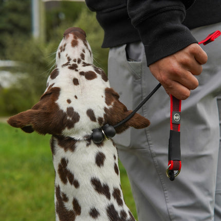 Dominant Dog Collar
