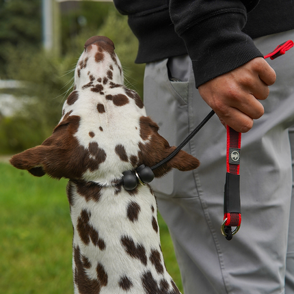 Dominant Dog Collar + Leash