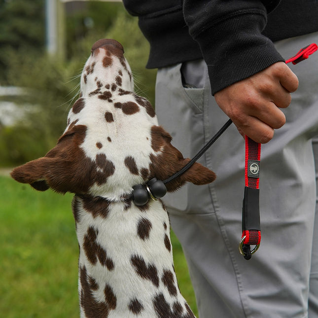 Dominant Dog Collar + Leash