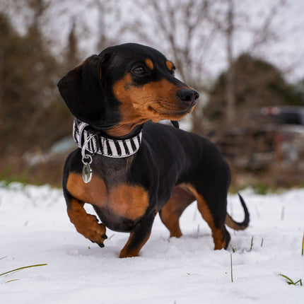 Zebra Collar