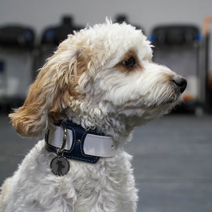 Two-Tone Leather Dog Collar | Premium Navy and White, K9 Academy