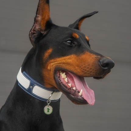 Two-Tone Leather Dog Collar | Premium Navy and White, K9 Academy