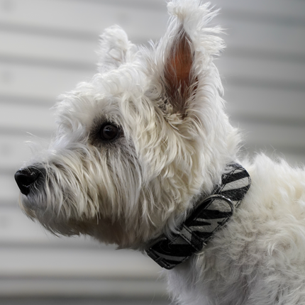 Zebra Collar