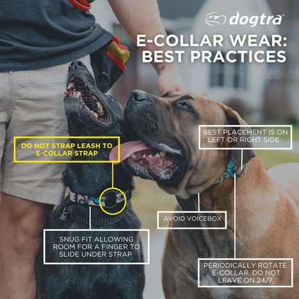 DOGTRA CUE GEN 2