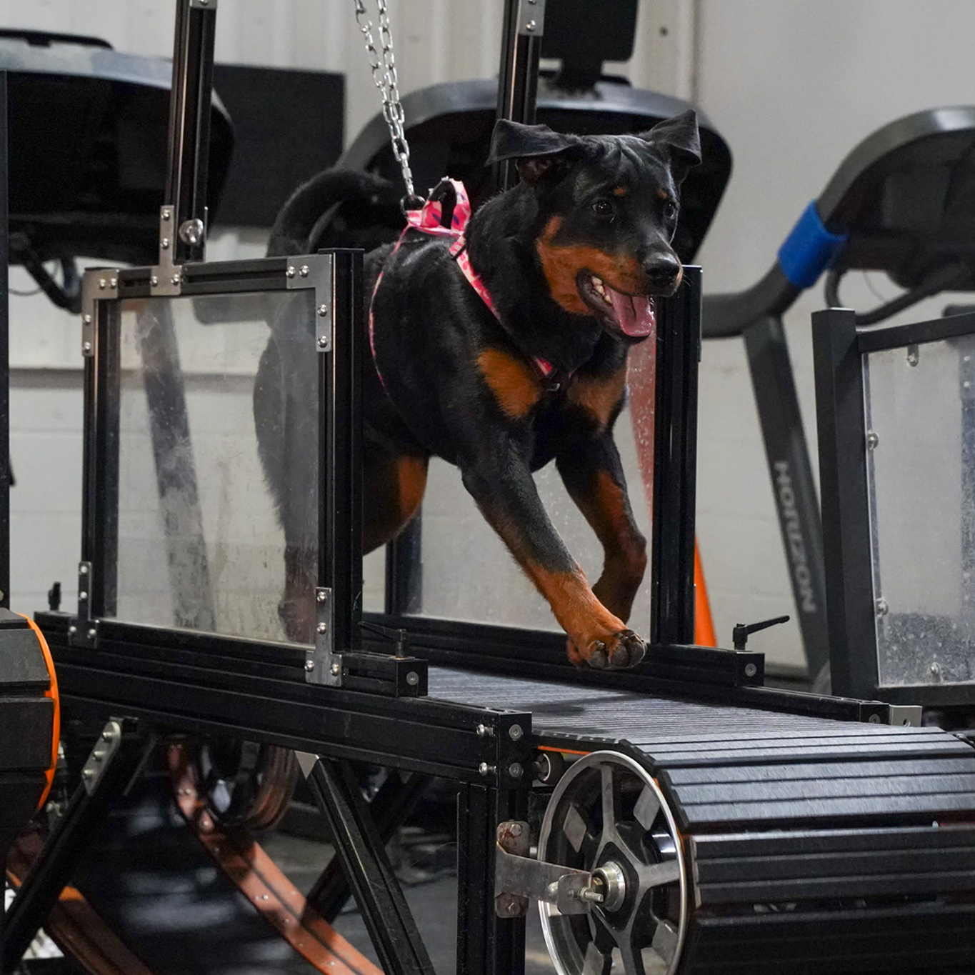 ARB The Best 　 POWER UP! HOUND DOG HoundPower Pro Slatmill Large — Working Dog Treadmill | K9 Academy
