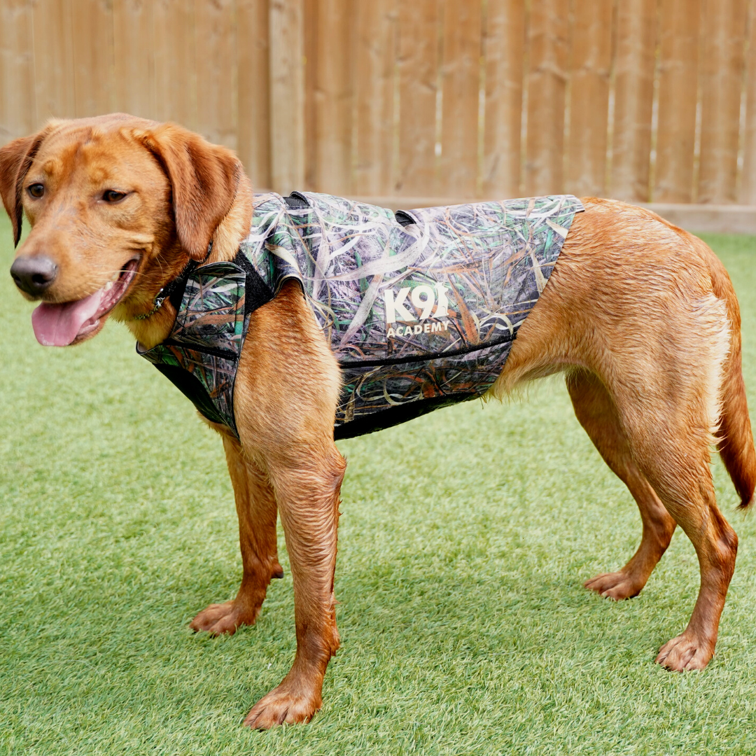 Dog neoprene hunting deals vest