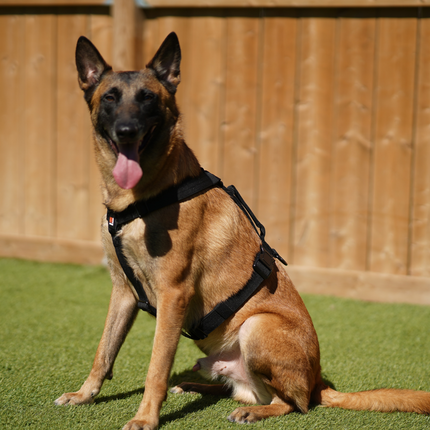 Signature Working Harness | K9 Academy Training and Car-Safety Harness