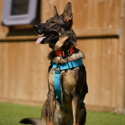 Signature Working Harness | K9 Academy Training and Car-Safety Harness