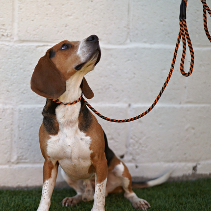 Trainer's Slip Lead