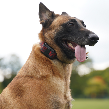 Nylon Bungee E-Collar Strap | Replacement Strap for Educator and More