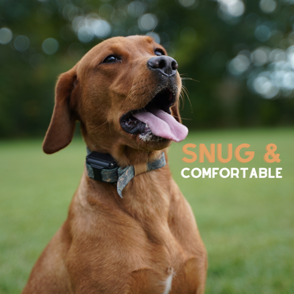 Nylon Bungee E-Collar Strap | Replacement Strap for Educator and More